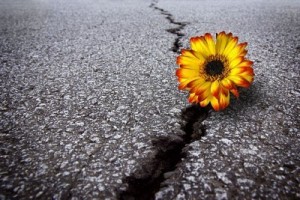 5990734-beautiful-flower-growing-on-crack-in-old-asphalt-pavement