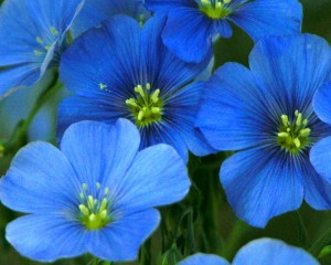 BLUE FLAX Wild Flowers