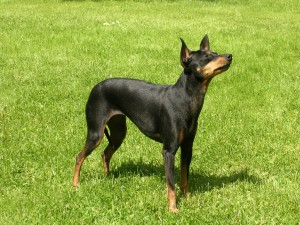 English-Toy-Terrier