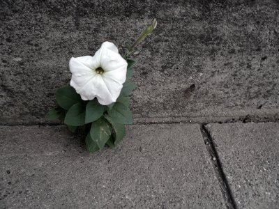 Flower-in-Concrete