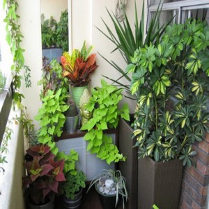 Plants-in-Balcony-Garden