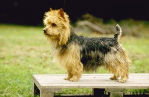 australian-terrier-dog-photos