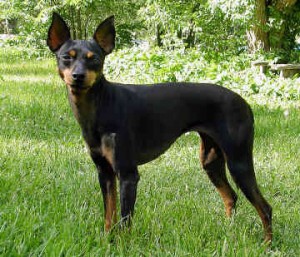 english-toy-terrier-0001