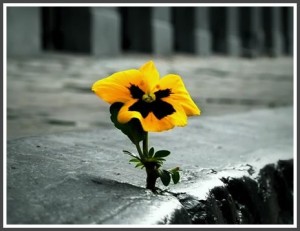 persevere-flower-in-concrete