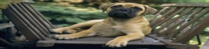 photolibrary_rm_photo_of_bullmastiff_dog