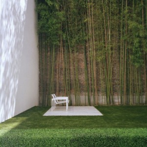 bamboo in garden 