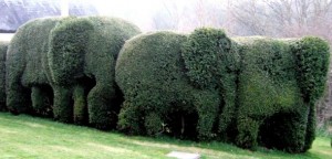 1Gorgeous-Garden-with-Wonderful-Elephant-Shaped-Hedges-590x284