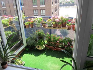 Apartment-Vegetable-Gardening-With-Iron-Rack