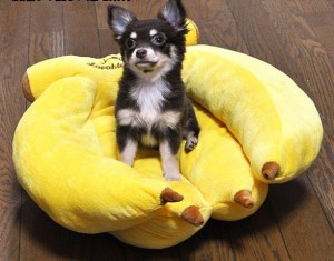 Free-Shipping-Wholesale-Retail-pet-bed-dog-bed-cat-bed-banana-yellow-40cm-x-40cm-x10cm