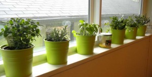 Indoor-Vegetable-Garden-With-Green-Vase