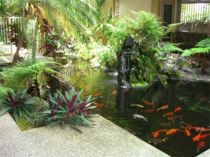 Koi-Fish-Pond-with-Luxury-Design