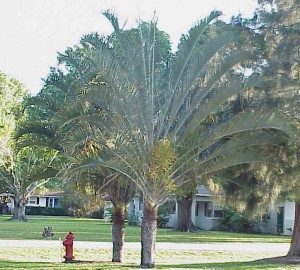 Triangle Palms