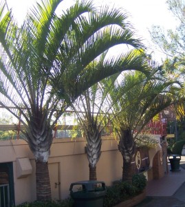 Triangle palms at zoo