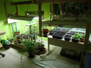 Types-of-Plants-for-Indoor-Vegetable-Gardening-With-Lighting-Design (1)