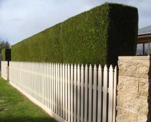 cypress-hedge1