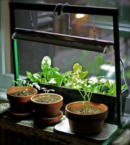 indoor-vegetables-on-pots