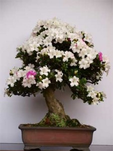 bonsai-flowering