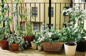 pot-balcony-garden-ideas-vegetables