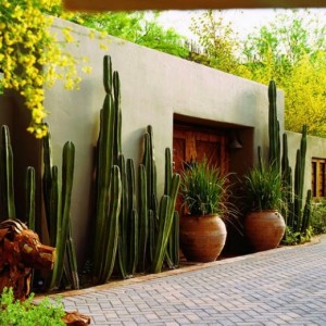 the-small-garden-cactus