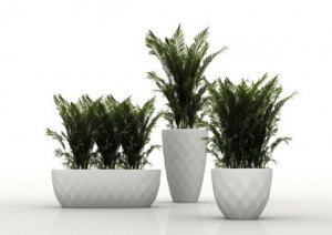 white-vases-plants