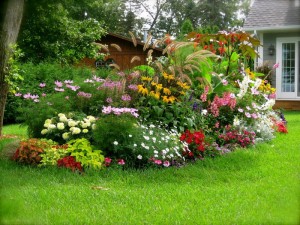 Colorful-and-Beautiful-Garden-Flowers-Design