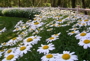 Daisies-Flower-Beds-for-Backyard-with-White-and-Yellow