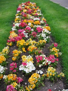 colorful-flower-bed-design-915x1220