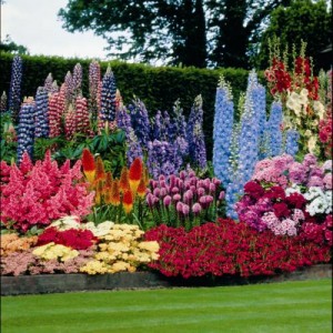 the-beautiful-perennial-flowers-in-your-frontyard-or-backyard-gardens-500x500