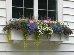 plants-window-box
