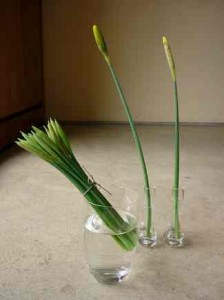 modern_daffodil_flower_arrangement2