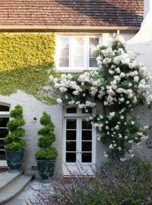 exterior-house-roses-plants
