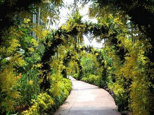 Singapore-Botanical-Gardens