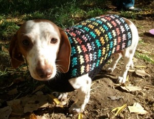 rainbow_crochet_dachshund_or_small_dog_sweater_pattern_434bafba