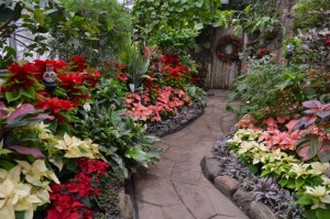 poinsettia-massed-beds-620x413