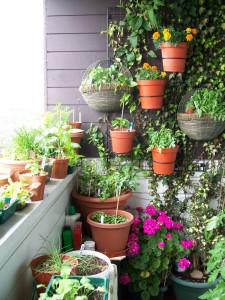 Balcony-Garden-Design-Ideas-With-Just-Cut-Mizuna-Pea-Shoots-Rocket-Red-And-Green-Leaves-