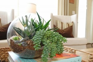 Stunning-Terrarium-Collection-on-the-Table-feat-Book-in-the-Living-Sofas-that-Make-Fresh-Atmosphere