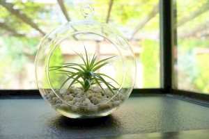 air-plant-in-a-glass-globe