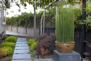Wonderful-Horsetail-Plant-decorating-ideas-for-Landscape-Asian-design-ideas-with-Wonderful-none-
