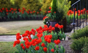 tulip-flowers-spring-flower-beds-yard-landscaping-ideas-2