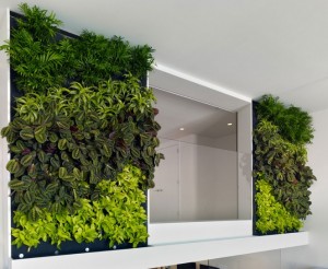 astonishing-indoor-vertical-gardening-idea-at-modern-buck-oneill-builders-above-the-main-office-space-with-glass-window-663x544